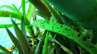 Aloe Black Spot  Black Spot on Aloe amp Gasteria Plants [upl. by Shantee]