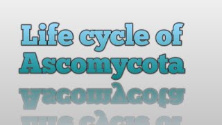 Life Cycle of Ascomycota [upl. by Niel940]