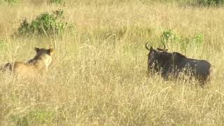 Lioness vs Wildebeest Battle at Masaimara  17 May 2024 [upl. by Britteny]