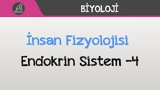 İnsan Fizyolojisi Endokrin Sistem 4 [upl. by Mientao239]