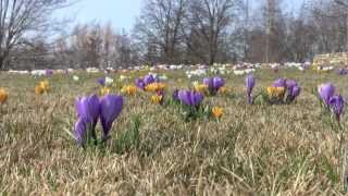 Crocuses on Evening Island [upl. by Frasch]