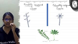 How is a pinnately compound leaf different from a palmately compoun [upl. by Keir868]