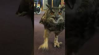 An owl running…in a care home [upl. by Moureaux]