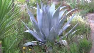 AGAVES an overview [upl. by Gibbie]