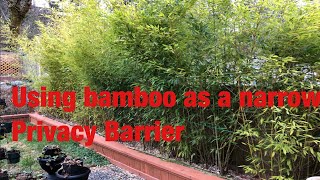 Bamboo as narrow hedging privacy hedging small spaces shrubs cedar [upl. by Etnohs]