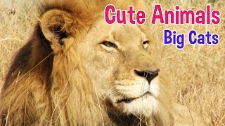 BIG CATS  Animals For Kids  Big Cat photos with classical music for children by Oxbridge Baby [upl. by Gilbertine542]