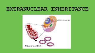 Extra nuclear Inheritance  Mitochondria  cytoplasm  Horizontal gene transfer  Amitian Notes [upl. by Lemuel625]