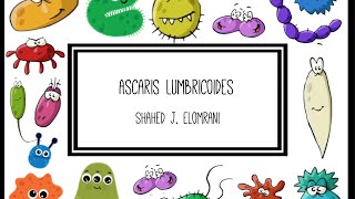 Ascaris Lumbricoides [upl. by Isadore]