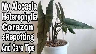 My Alocasia Heterophylla Corazon   Repotting And Care Tips [upl. by Meeks134]