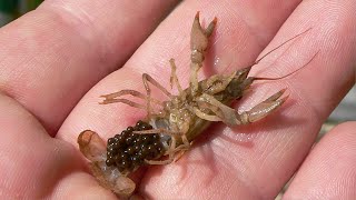 Baby Crawfish Breeding 3 Month Results [upl. by Nnail257]