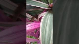 Oyster plant Tradescantia spathaceanature relaxingsound shortvideo 😌 [upl. by Jeroma]