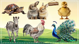 Bustling animal world sounds Rabbit Turtle Duckling Zebra Peacock Chicken [upl. by Hollenbeck]