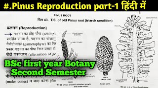 Reproduction in Pinus Gymnosperm in Hindi  Pinus Part4  BSc first year Botany Second semester [upl. by Eidok903]