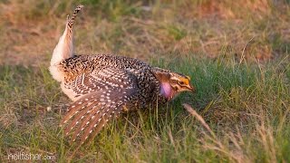 Sharptailed grouse [upl. by Anaehr]