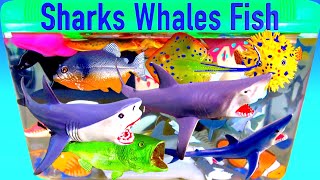 Learn Sea Animals  TOY Shark Whale Fish Turtle Crab Octopus Seahorse Ray Lobster Toys 🦀🐬🐙🐋🦑🐡🐳🦐🐠🦞 [upl. by Nosittam]