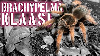 Brachypelma klaasi move and Channel update tarantula tarantulas [upl. by Publius]