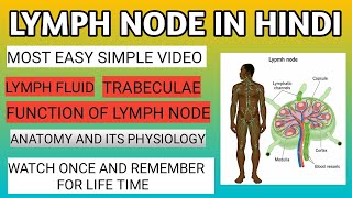 Lymph Node  Lymph Node in Hindi  Lymphatic System [upl. by Suravaj893]