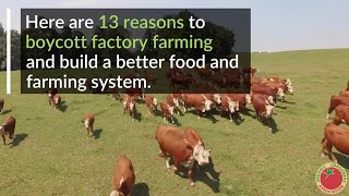 13 Reasons to Boycott Factory Farms [upl. by Vins]