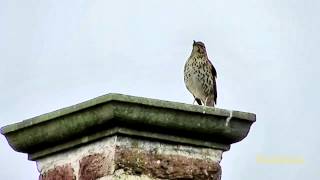 Drossel singt Vogel Turdus philomelos Mistle thrush singing Canon SX50 HS Ton Sound Test [upl. by Erdnassak]