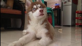 Husky Puppy Crying and Howling [upl. by Adniuqal246]