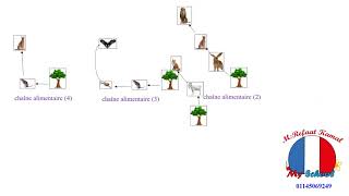 réseau trophique [upl. by Ostap]