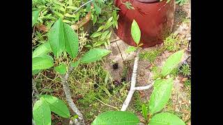 Buff banded Rails with chicks [upl. by Cicely]