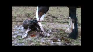 Angel gives birth 6th March 2012wmv [upl. by Ahsaelat]