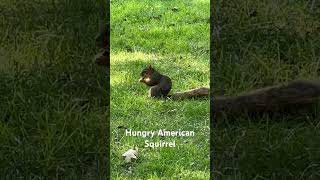 Hungry American Squirrel [upl. by Ifill859]