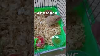 Hamster baru sabtu 12 Oktober 2024 [upl. by Recor]