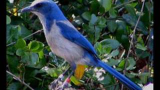 6 Birding Hot Spots in Central Florida per Kissimmee Valley Audubon Society [upl. by Nidnal]