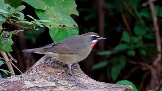 ノゴマ 野鳥 Siberian rubythroat Calliope calliope wildbirds [upl. by Acir]