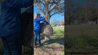 If you are struggling to hang a heavier hay net simply use the loop as an anchor point [upl. by Dibbrun7]