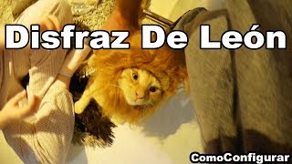 Disfraz De León Melena Para Gato  Peluca Para Mascotas [upl. by Herbert]