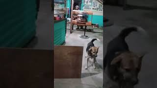 FaBELLA BOUT HS DOG HIGTUN 20230610193709mp4 [upl. by Arait]