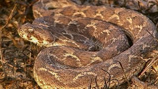 Sawscaled Viper Makes Incredible Warning Noise before Attacking  Deadly 60  Earth Unplugged [upl. by Lellih187]