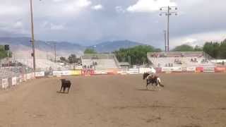 Rebel Mules winning Cow Working Run Bishop Mule Days 2015 [upl. by Samira]