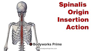 Spinalis Anatomy Origin Insertion amp Action [upl. by Clemen]