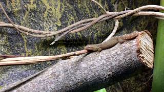 Lepidodactylus lugubris vocalizations [upl. by Merat]