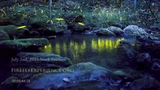 Tennessee Fireflies Real Time Stock Footage of Synchronous Fireflies 2 [upl. by Anerom]