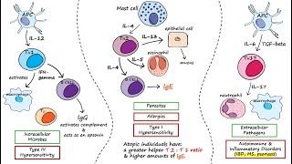 Helper T Cells [upl. by Towbin]