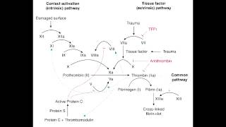 Antithrombin Deficiency amp Protein C or Protein S Deficiency [upl. by Ahsirtal]