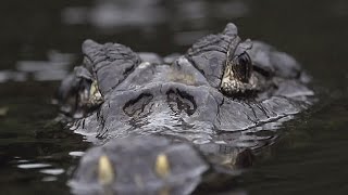 Biodiversidade do Pantanal [upl. by Cannell598]