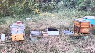 VLOG GREEN APIARY Game planning Part 1 of 3 [upl. by Veradi641]