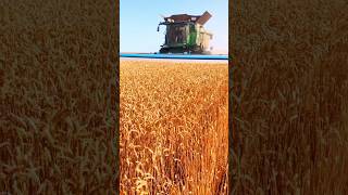 FIRST WHEAT HARVEST OF CLAAS 8800 LEXION farming harvestsatisfying farmeragriculture shorts [upl. by Llewop]