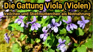 Veilchen und Stiefmütterchen als essbare Notnahrung  Viola Violen [upl. by Shoshana]