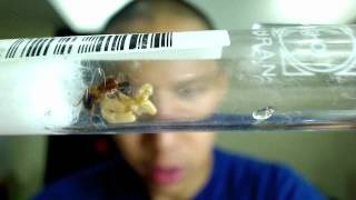 08 10 2014 Camponotus cruentatus [upl. by Aneerb883]