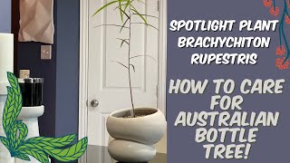 383 PlantMas Spotlighting My New Australian Bottle Tree Brachychiton rupestris  Care Tips [upl. by Chui]