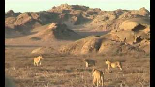 Desert lioness walking towards the car wwwdesertlioninfo [upl. by Derinna]