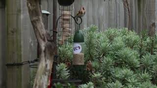 Goldfinches In my garden enjoying sunflower hearts [upl. by Elleon945]