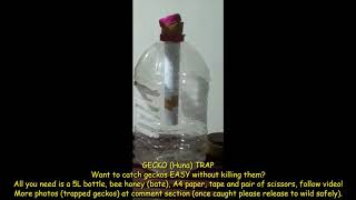 Very simple working GECKO Trap LIZARD [upl. by Derr]